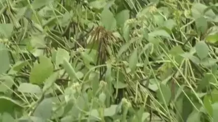 हरदा: हरदा जिले में मूंग की खरीदी को लेकर किसानों का आंदोलन जारी, 9 दिनों से लगातार धरना प्रदर्शन