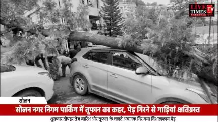 सोलन नगर निगम पार्किंग में तूफान का कहर, पेड़ गिरने से गाड़ियां हुईं क्षतिग्रस्त