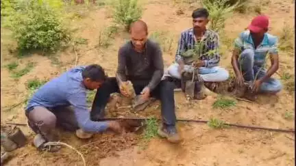 હિંમતનગર: પ્લેન ક્રેશની ઘટનામાં મૃત્યુ પામેલા લોકોને શ્રદ્ધાંજલિ આપવા માટે તિરૂપતિ ખાતે 290 વૃક્ષો વવાયા