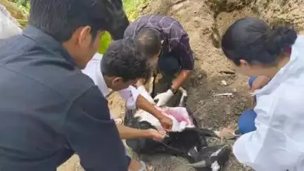 चम्पावत: पशु चिकित्सकीय निरीक्षण में सामने आया एकमात्र मामला, अन्य पशुधन सुरक्षित, गांव के पशुओं की जांच पूरी