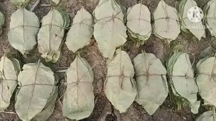 कोरबा: कोरबा वन मंडल में तेंदूपत्ता संग्रहण का काम पूरा, लक्ष्य के मुकाबले लगभग 93% खरीदी हुई