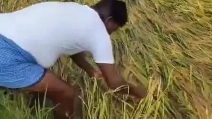 పిచ్చాటూరు మండలంలో పలుచోట్ల గురువారం రాత్రి కురిసిన వర్షానికి నేల పాలైన వరి పంట
