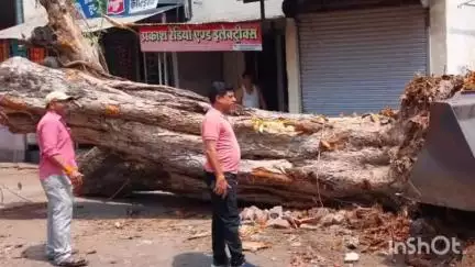 धार: धामनोद: कहार मोहल्ले में पीपल का पेड़ गिरने से बिजली सप्लाई बाधित