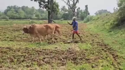 कांसाबेल: कांसाबेल में धान बुआई के लिए खेतों की जुताई कर रहे किसान, अच्छी फसल की कर रहे कामना