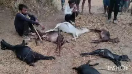 अंबाह: पुरावस कला में आकाशीय बिजली गिरने से 6 बकरियों की मौत, किसान को भारी नुकसान