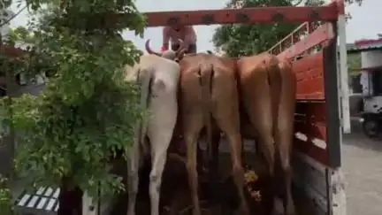 बाळापूर: खामगाव-अकोला रोडवर एका हॉटेलसमोर ४ गोवंशाला निर्दयतेने वाहनातून वाहतुक करतांना एका गोवंशाचा मृत्यू, दोघांवर गुन्हा दाखल