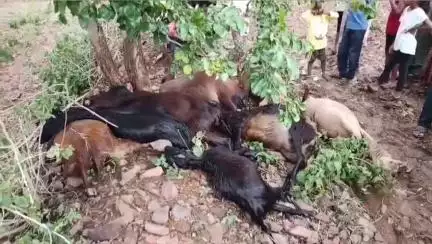 मंदसौर: पित्याखेड़ी जागीर में आकाशीय बिजली गिरने से 10 से 12 बकरियों की हुई मौत, चपेट में आकर किशोर भी हुआ घायल