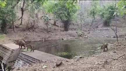पन्ना: पन्ना टाइगर रिजर्व में शावकों के साथ मॉर्निंग वॉक पर निकली बाघिन, वीडियो आया सामने