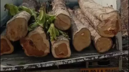 कुरई: सुकतरा मार्ग पर वन विभाग ने अवैध लकड़ी से भरा वाहन किया जब्त, आरोपी फरार