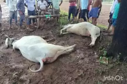 कोरपना: वडगाव इथे  शेतात वीज पडून दोन बैल ठार