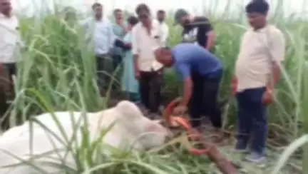 राहुरी: राहुरीत विजेच्या धक्क्याने बैलाचा मृत्यू, जुने कंडक्टर बदलविण्याची माजी खासदार तनपुरेंची मागणी