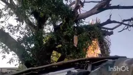 চুঁচুড়া-মগরা: ভেঙে পরল গাছের ডাল অল্পের জন্য রক্ষা পেল গ্যারেজ মালিক ঘটনাটি চুঁচুড়ার