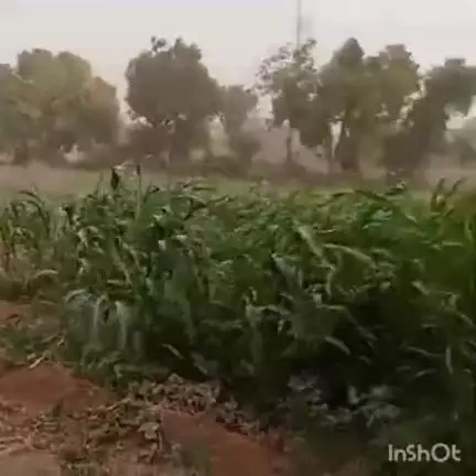 आहोर: उपखंड क्षेत्र व आसपास के गांव में शुक्रवार को हुई बूंदाबांदी