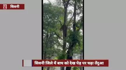 सिवनी जिले में बाघ को देख पेड़ पर चढ़ा तेंदुआ, जान बचाने के लिए कूदा और भागा