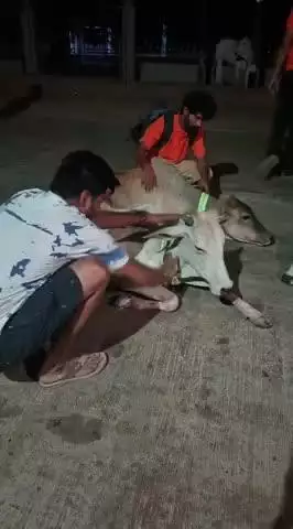 बड़बारा भुड़सा ग्राम पंचायत के क्षेत्रीय उम्मीद ग्रुप के तत्वावधान में गौ सेवा रेडीयेशन बेल्ट बांध कर गरीबों की सेवा