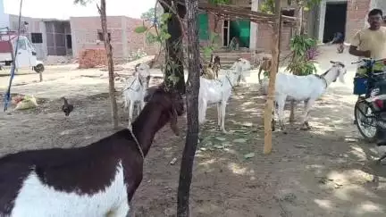 तिरोड़ी: पौंनियां में दर्जनों बकरियां हुई बेसुध और 3 बकरियों की हुई मौत, ज़हर से मौत की जताई जा रही है आशंका