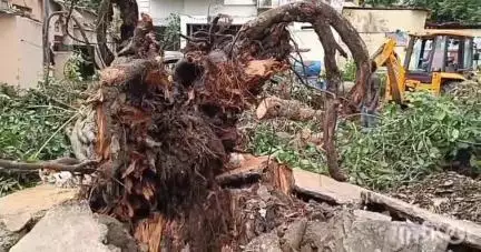 लातूर: देशपांडे गल्लीत भले मोठे अडीचशे वर्षांपूर्वीचे कोसळलेले झाड तोडून मनपाने जेसीबीने केले रस्त्याच्या बाजूला