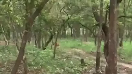 गौनहा: मंगुराहा जंगल सफारी में दिखा बाघ, पर्यटकों में खुशी की लहर