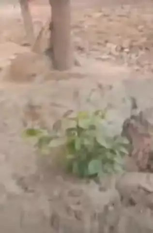 फतेेहपुर: मुनीमपुर बरतरा में अनोखी घटना, बंदर की मौत पर गांव वालों ने मंदिर बनवाने का निर्णय लिया