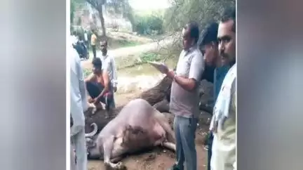 अकोला: अकोला जिल्ह्यातील पातुर तालुक्यात शिरला गावात बाभळीचे झाड पडल्यामुळे एका म्हशीचा झाला मृत्यू