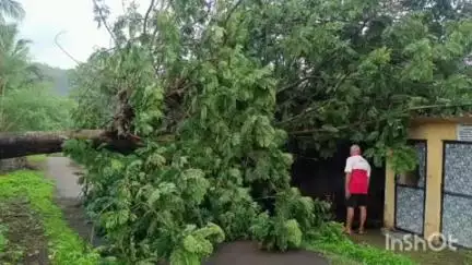 रोहा: गोफण येथे झाड पडून घराचे नुकसान