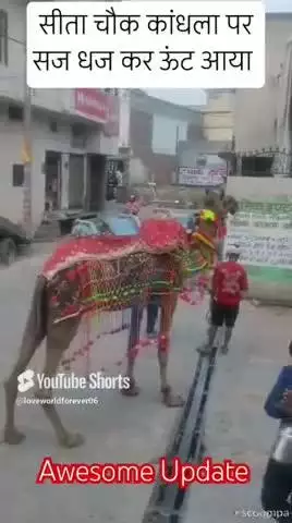 #news सीता चौक कांधला पर रेगिस्तान का जहाज आया सज धज कर #ऊँट