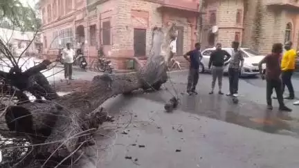 अजमेर: अजमेर नगर निगम में बरसों पुराना पेड़ आंधी-तूफान से गिरा, गनीमत रही कि नहीं हुआ कोई बड़ा हादसा