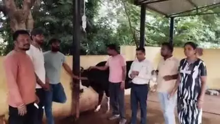 दंतेवाड़ा: किरन्दुल में सर्पदंश से गाय को बचाने के लिए इंसानों का एंटीवेनम लगाया गया