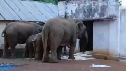 ঝাড়গ্রাম: গড় শালবনিতে বিকাশ ভারতী শিশু বিকাশ আবাসিক কেন্দ্রে হাতির দলের হানায় তছনছ রান্নাঘর ,স্টোর রুম ভাঙল পাঁচিল