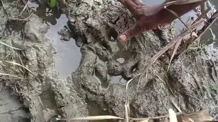 কুলতলি: আবার কুলতলির দেউলবাড়ি গ্রামে বাঘের আতঙ্ক