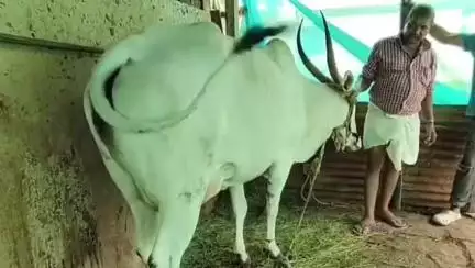 ಬಾದಾಮಿ: ಗರ್ಭ ಧರಿಸಿದ ಹಸುವಿನ ಕೆಚ್ಚಲು ಕತ್ತರಿಸಿದ ದುಷ್ಕರ್ಮಿಗಳು, ಕುಳಗೇರಿಯಲ್ಲಿ ಘಟನೆ