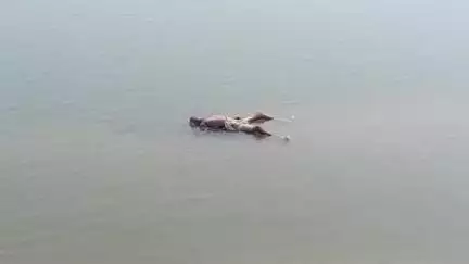 मिर्ज़ापुर: विंध्याचल थाना क्षेत्र के तिलई मौआर गांव के गंगा नदी के किनारे घाट पर एक बच्चे और एक अधेड़ का शव मिलने से मची सनसनी