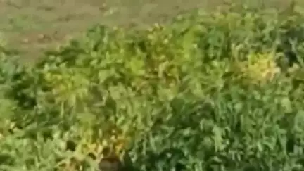 सांगला: किन्नौर में शुक्रवार रात हुई बारिश के बाद ज़िले के तापमान में आई हल्की गिरावट, सूख रही फसलों में आई जान