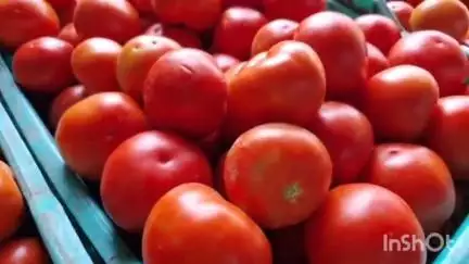 सोलन: शनिवार को सोलन सब्जी मंडी में टमाटर के दामों में आई गिरावट, आज किसानों को मिले ₹300 से ₹700 प्रति क्रेट तक दाम