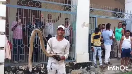 मुंगेर: नगर निगम के नगर भवन में मिला जहरीला कोबरा, कड़ी मशक्कत के बाद किया रेस्क्यू