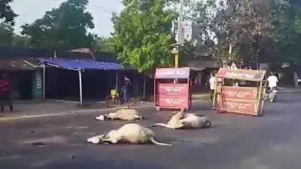 गोबिंदपुर राजनगर: राजनगर में तेज रफ्तार ट्रेलर ने 10 पशुओं को रौंदा, 7 की मौत, 3 गंभीर रूप से घायल