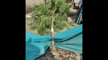 जालना: दरगड हॉस्पिटलसमोर अवैध वृक्षतोड करणाऱ्या एकाविरुद्ध सदर बाजार पोलीस ठाण्यात गुन्हा दाखल