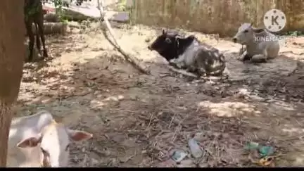 ঝাড়গ্রাম: ভিন রাজ্য থেকে গরু পাচার রুখে দিল বেলিয়াবেড়া থানার পুলিশ,গরু পাচারের জেরে চোরচিতা থেকে গ্রেফতার ১,উদ্ধার ১০টি গরু