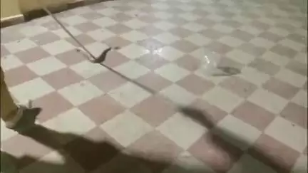 सिवनी: सीनियर आदिवासी छात्रावास में घुसा जहरीला सांप, मचा हड़कंप, सर्प मित्र ने पकड़ा