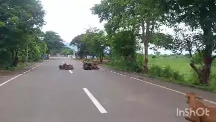 रोहा: रोहा - चनेरा रस्त्यावर मोकाट गुरांचा ठिय्या, अपघाताचा धोका