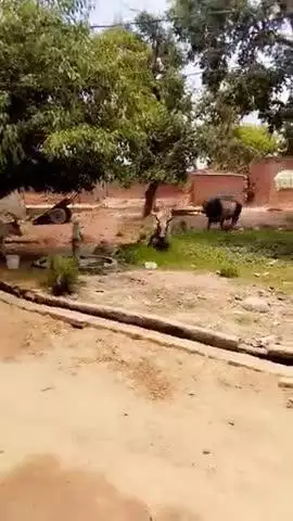 syajpur ke pali thetra hasnapur me 2sado ke vich jamkar ladhai  hasnapur