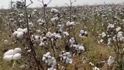 గద్వాల్: పాస్ అయిన పత్తి విత్తనాలను ఫెయిల్ అంటున్న ఆర్గనైజర్లు ఆవేదన వ్యక్తం చేస్తున్న రైతులు #localissue