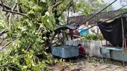 सागर नगर: सागर में तेज हवाओं के साथ जोरदार बारिश, कलेक्टर कार्यालय के बाहर चाय की टपरी पर गिरा पेड़, विद्युत तार भी टूटे