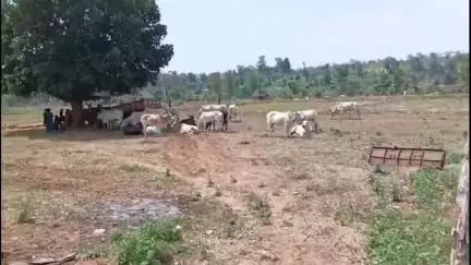 दुधि: गोहड़ा गांव से 34 गौवंश के साथ 3 तस्करों को पुलिस ने किया गिरफ्तार, ग्रामीणों ने तस्करी को नाकाम किया