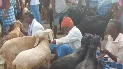 திருப்பத்தூர்: கந்திலி வாரச்சந்தையில் 48 லட்சம் ரூபாய்க்கு விற்பனையான ஆடுகள், மாடுகள், கோழிகள்