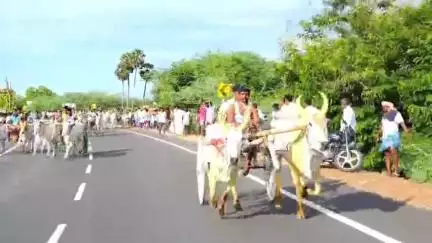 திருப்பத்தூர்: திருக்கோஷ்டியூரில் கஜேந்திர மோட்ச உற்சவ விழாவை முன்னிட்டு இரட்டை மாட்டுவண்டி எல்கை பந்தயம்