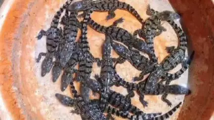 ಚಿಕ್ಕೋಡಿ: 30 ಮೊಸಳೆ ಮರಿಗಳು ಪತ್ತೆ ಆತಂಕದಲ್ಲಿ ಸದಲಗಾ ಪಟ್ಟಣದ ಜನರು