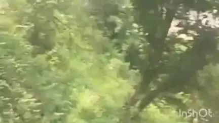 सोलन: सोलन जौनाजी मार्ग पर खाई में गिरी कार, दो लोगों को आई गंभीर चोटें, क्षेत्रीय अस्पताल में चल रहा इलाज, पुलिस कर रही जांच