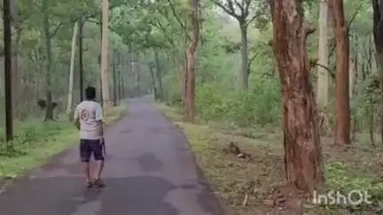 नगरी: जबर्रा के रोड पर दिखा वन्यप्राणी गौर (बाइसन), वीडियो सोशल मीडिया में हो रहा वायरल