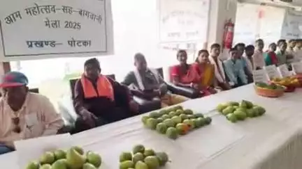 गोलमुरी-सह-जुगसलाई: साकची में मैंगो फेस्टिवल में देखने को मिले विभिन्न किस्मों के आम, किसानों ने पेश की नई प्रजातियां
